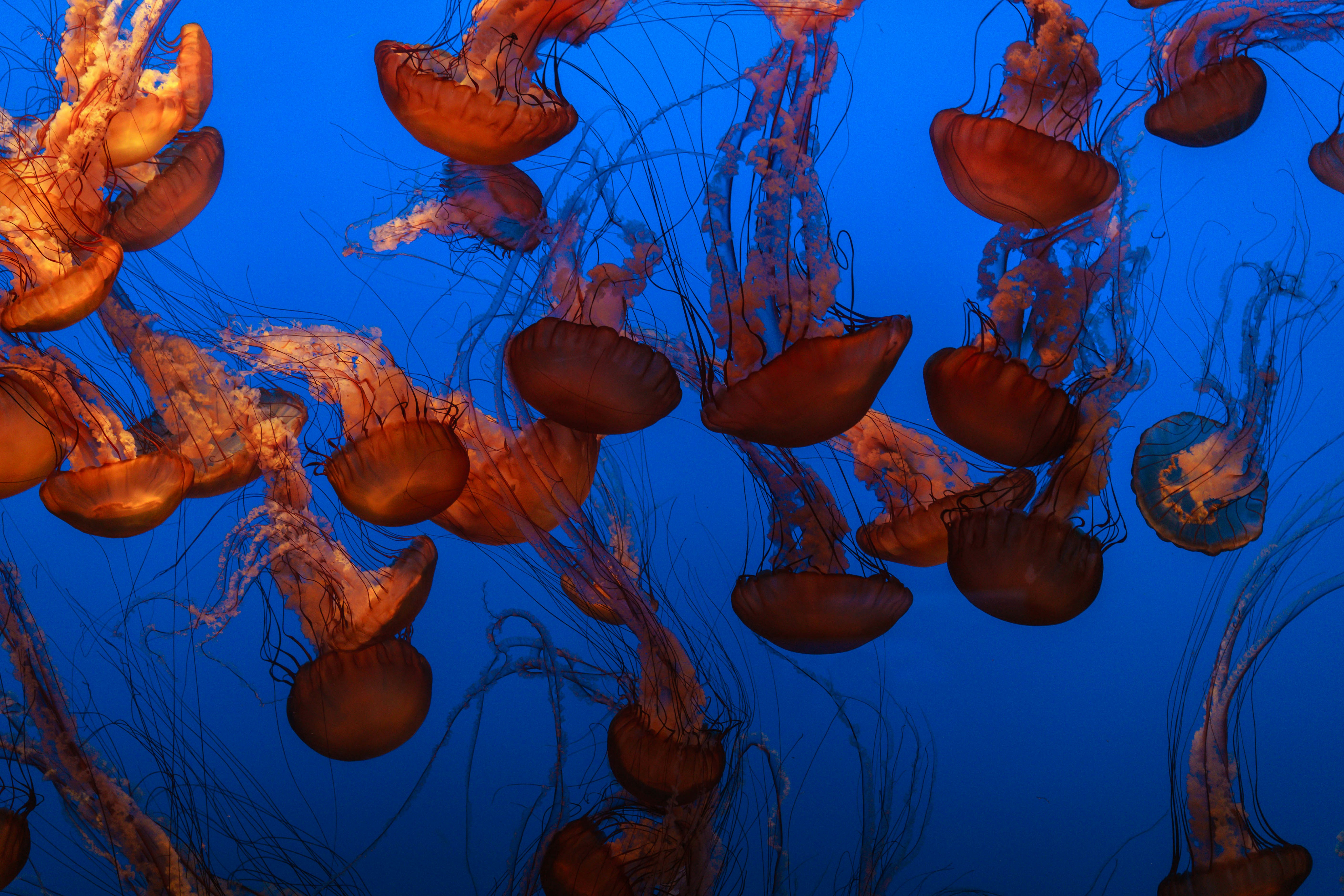 photography of brown jellyfish